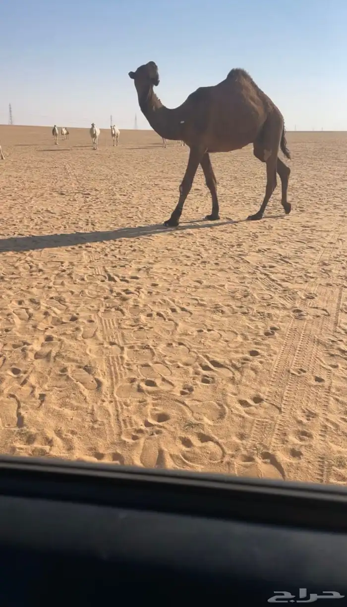 للبيع القعود الاصفر الكفووو 1