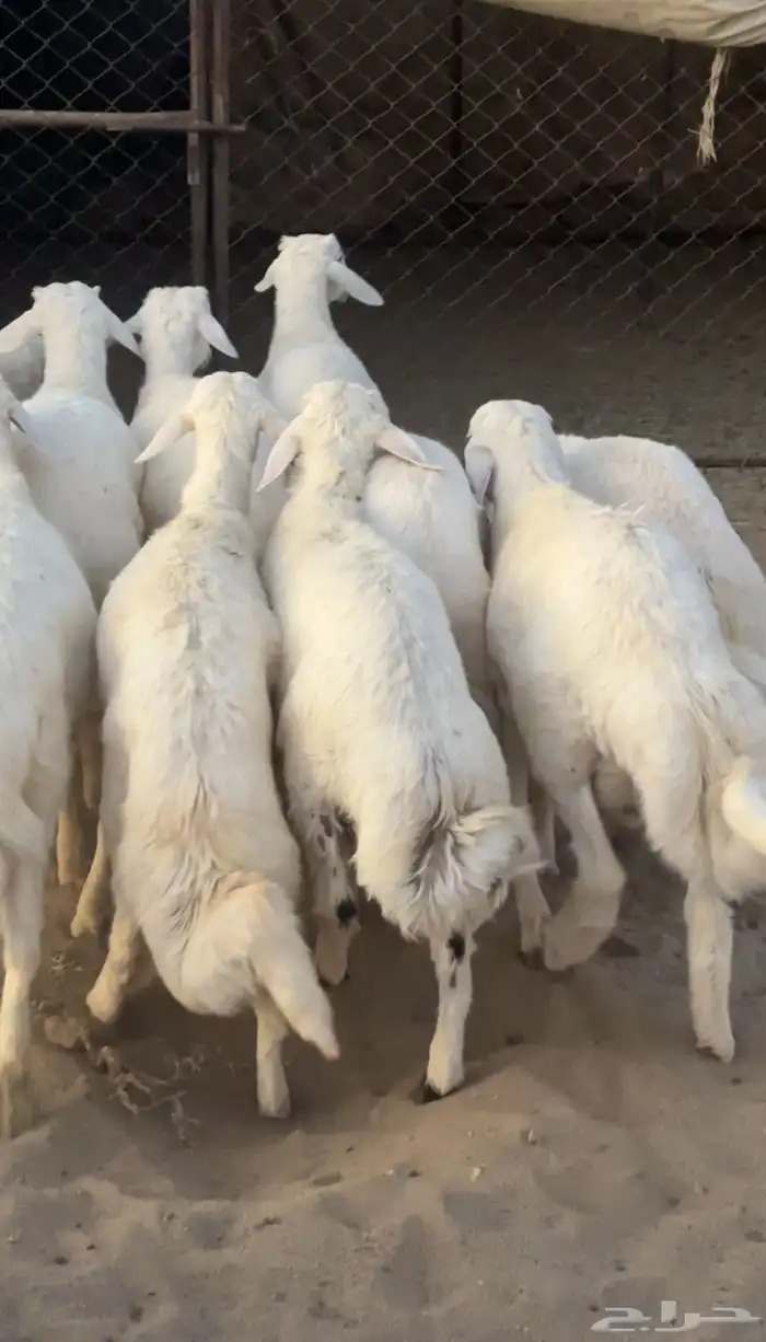 خرفان تم البيع 2