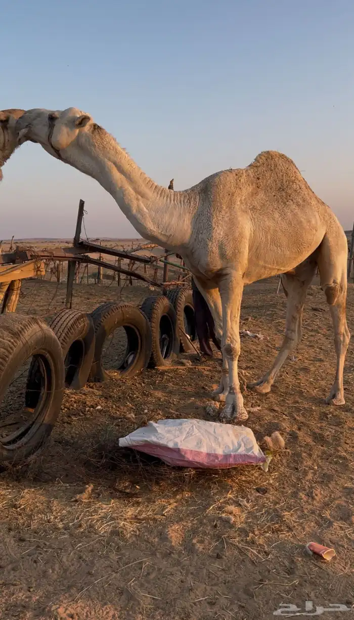 بعير باتلي 4