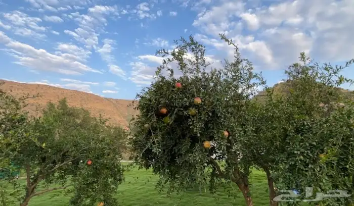 مزرعة للإيجار 0