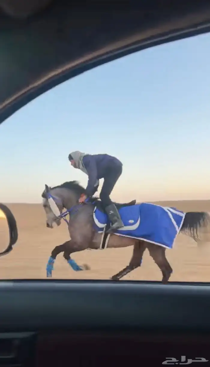 حصان او مهر 0