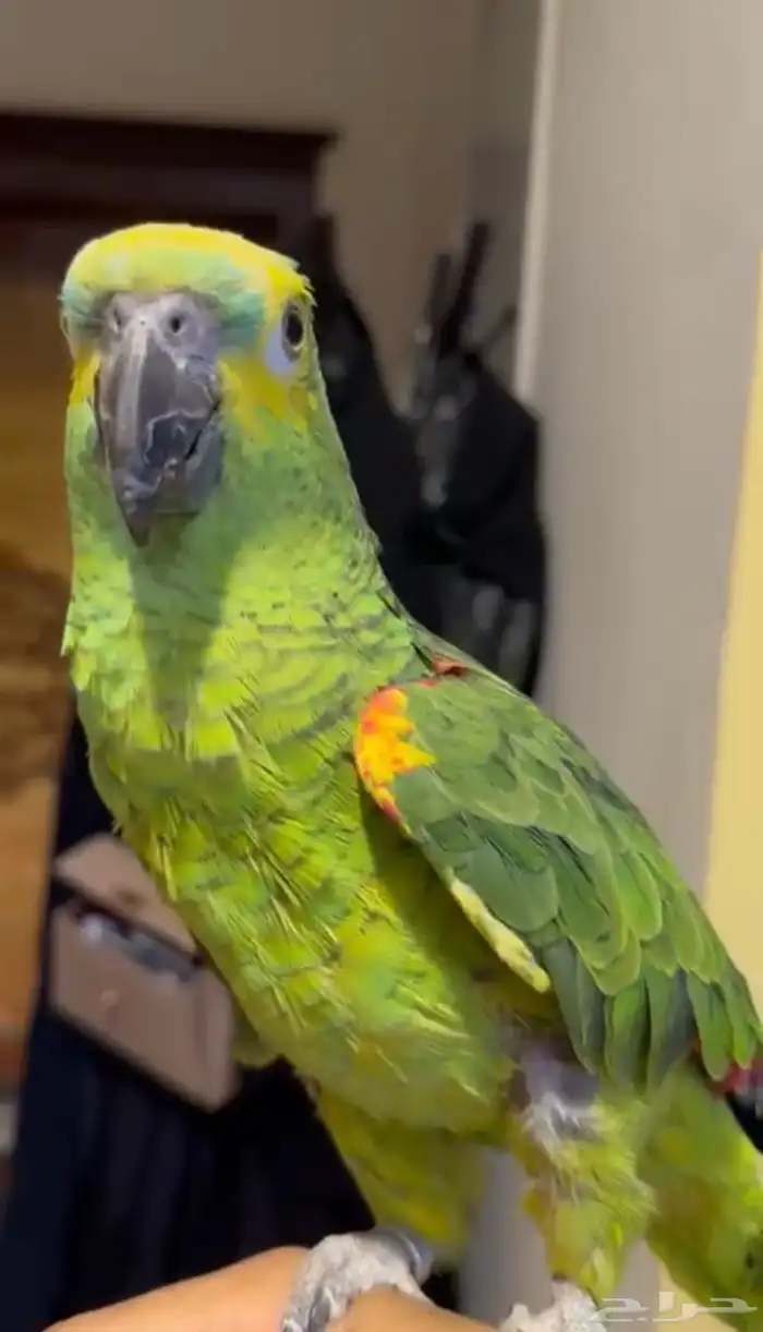 بغبغاء امزوني يلوفرنتد 1