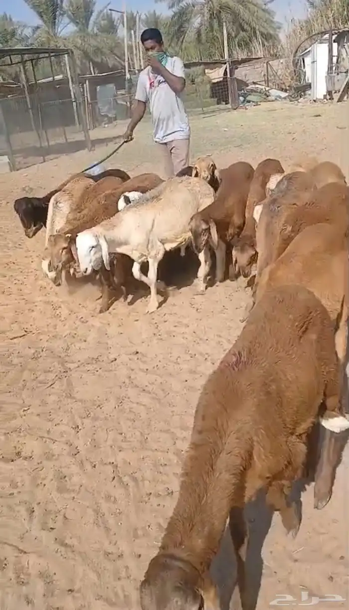 سواكن حمريات حد 790 واصله ((تم البيع)) 0