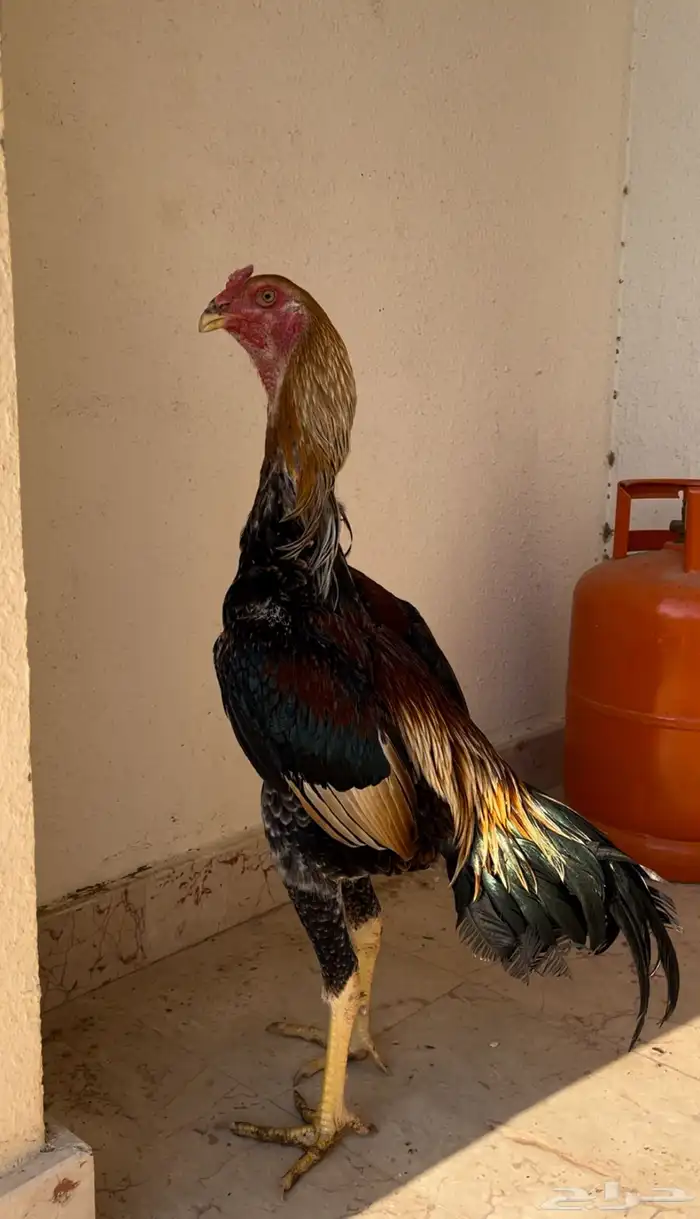 ديك شامو ياباني 0