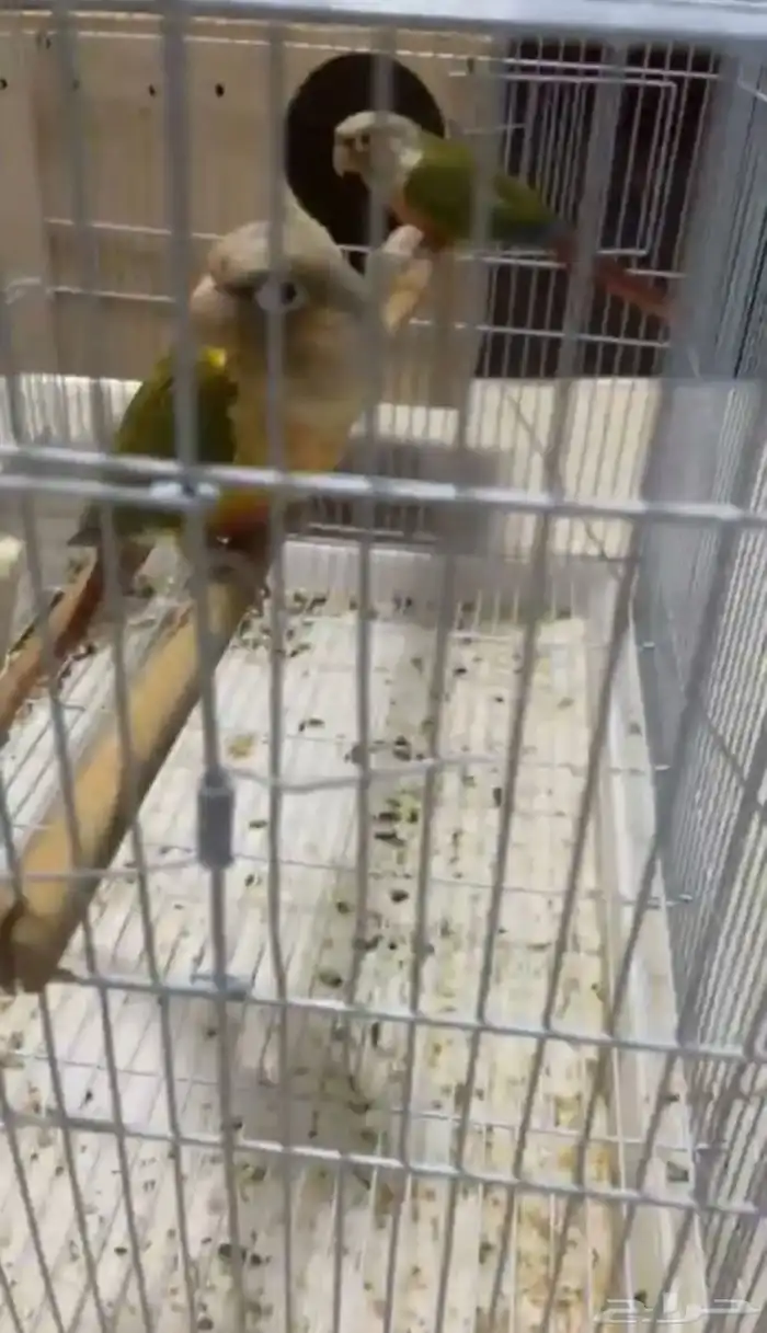 زوج كنيور منتج شرط 3