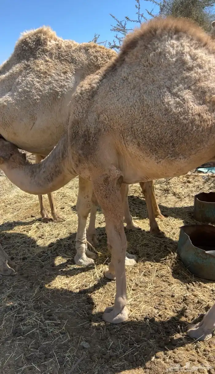 قعود ناهي مبدا ولا مناسبه 0