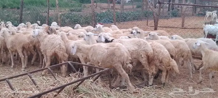 رخال مهجن حري من 650 ريال 0