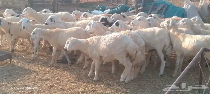 رخال مهجن حري من 650 ريال 2