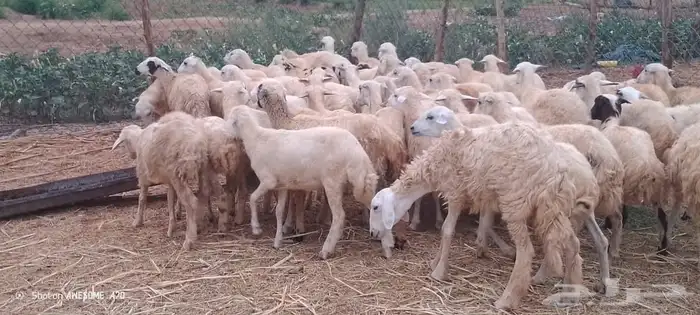 رخال مهجن حري من 650 ريال 1