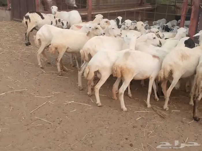 ضأن رفيديات ( متومات ) 2