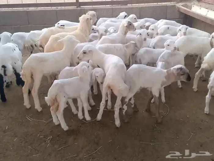 ضأن رفيديات ( متومات ) 7