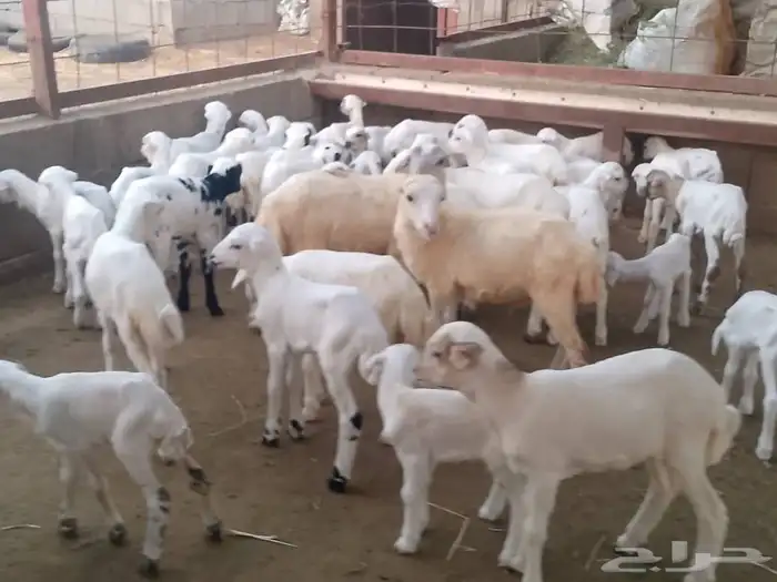 ضأن رفيديات ( متومات ) 8