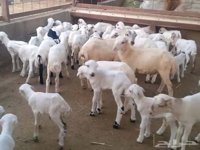 ضأن رفيديات ( متومات ) 9