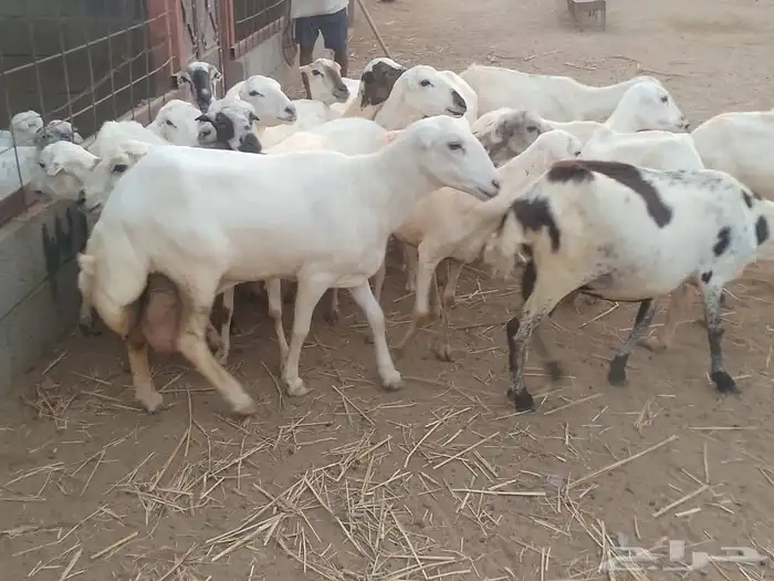 ضأن رفيديات ( متومات ) 0