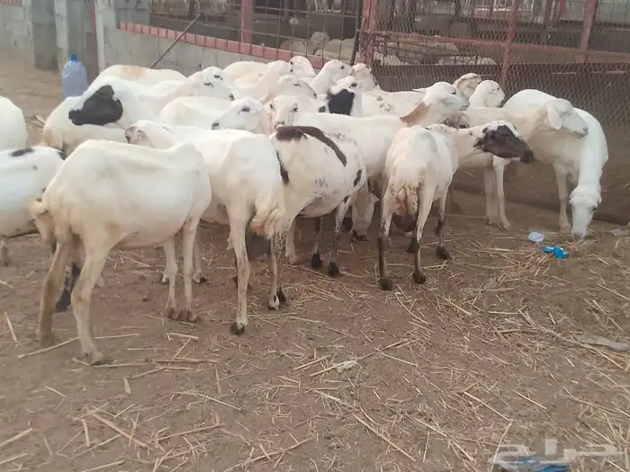 ضأن رفيديات ( متومات ) 1