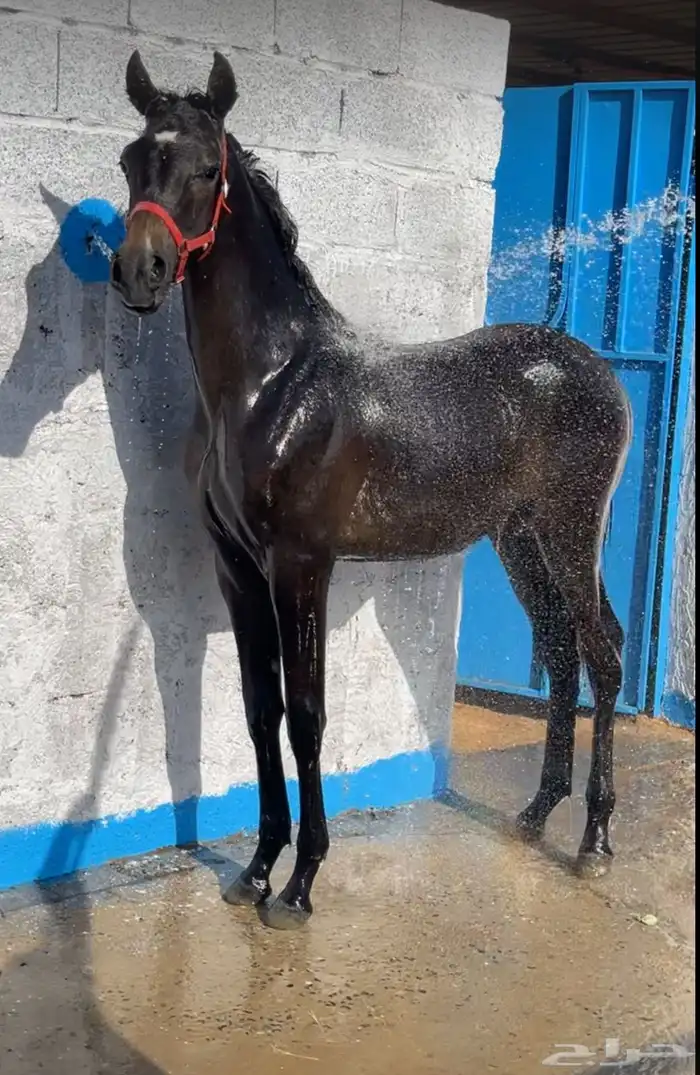 مهر شعبي للبيع اليه الساهر ديراب وامه العبيه المهر كفو 0