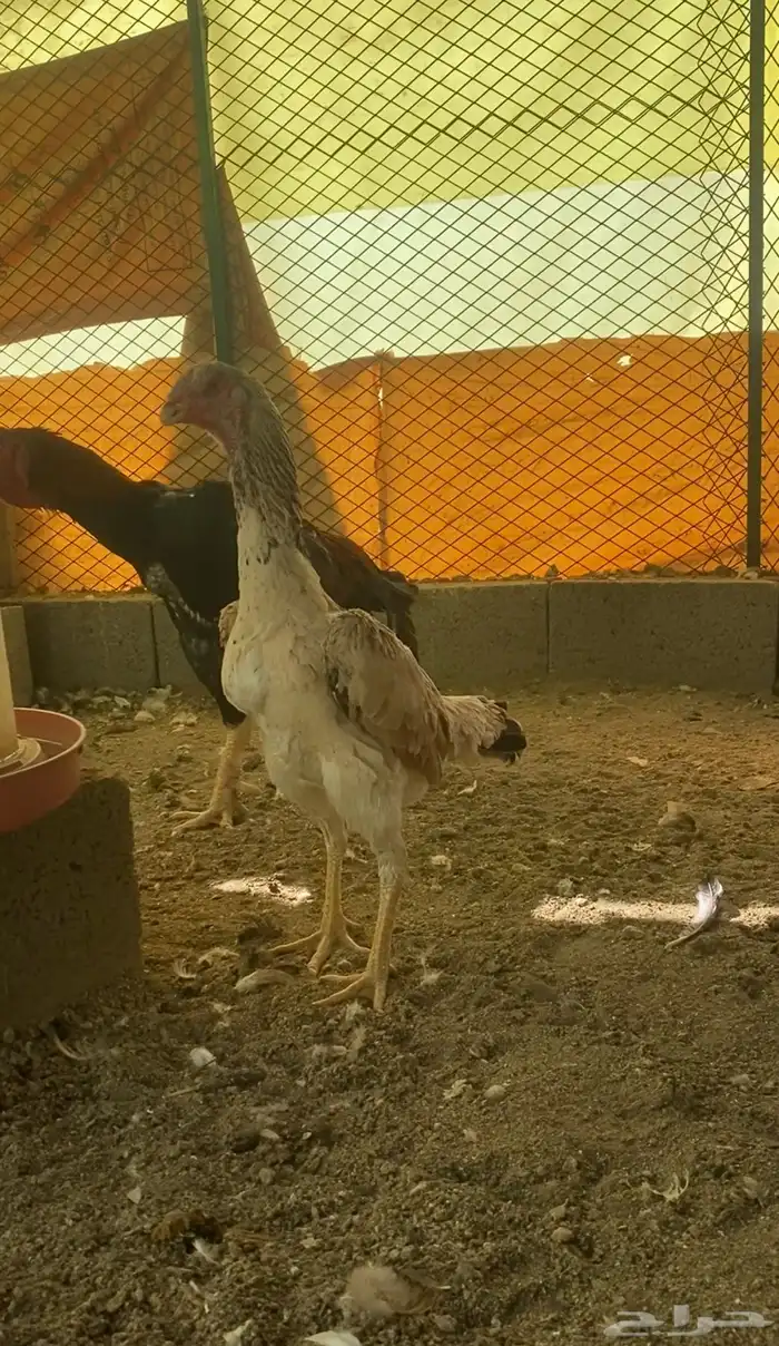 دجاجه شامو 1