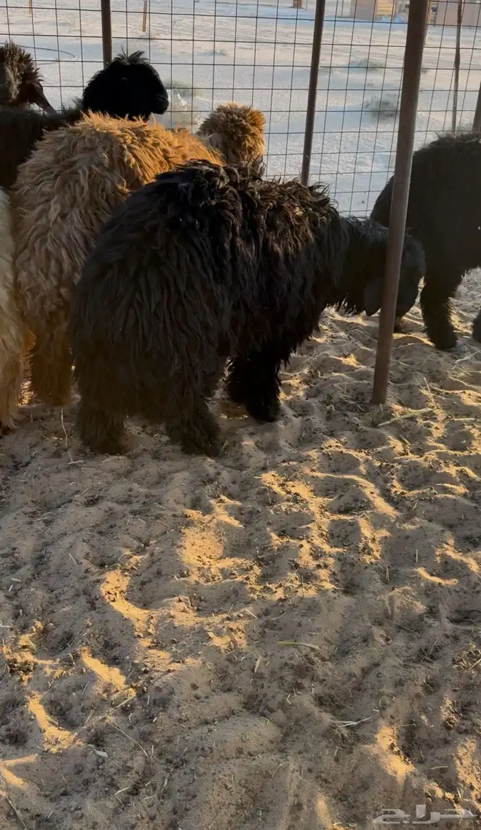 خرفان جذعان تمامه 4