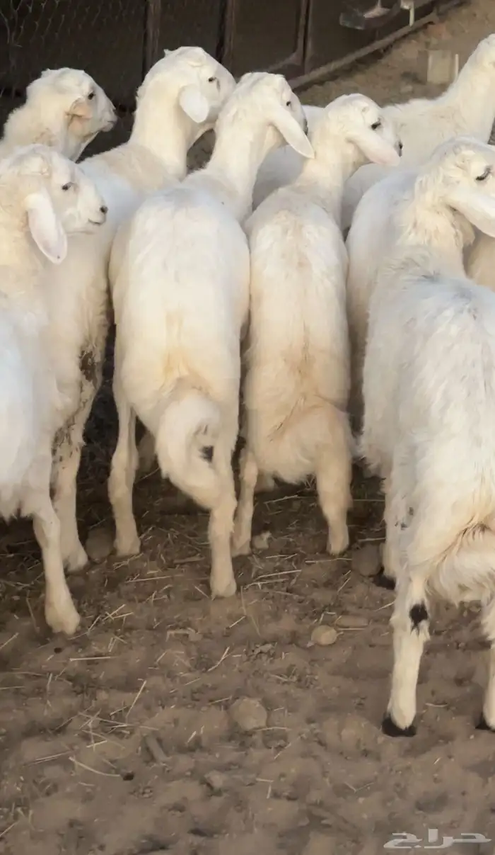 خرفان تم البيع 1