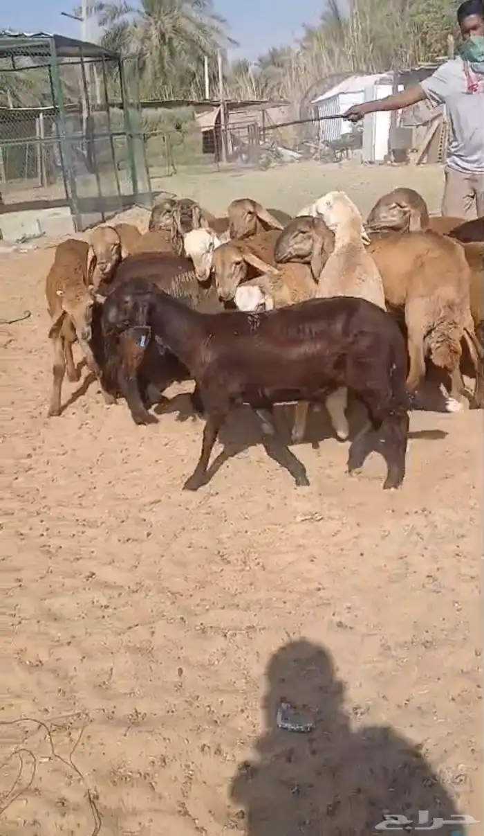 سواكن حمريات حد 790 واصله ((تم البيع)) 1