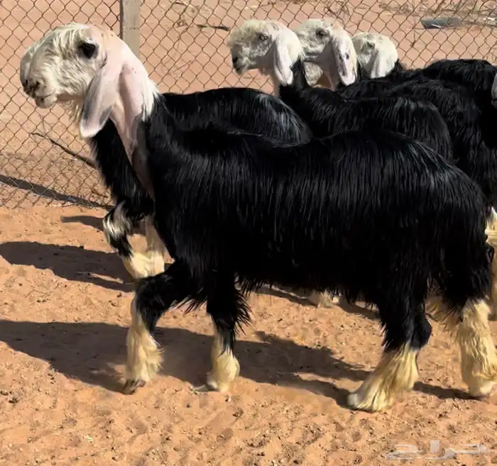 رخال نجد خصم منوة القناي 0