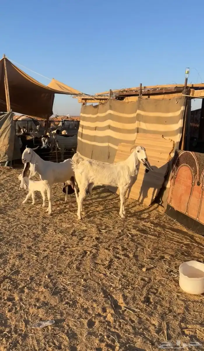 عنزين صغار سن مولده 2