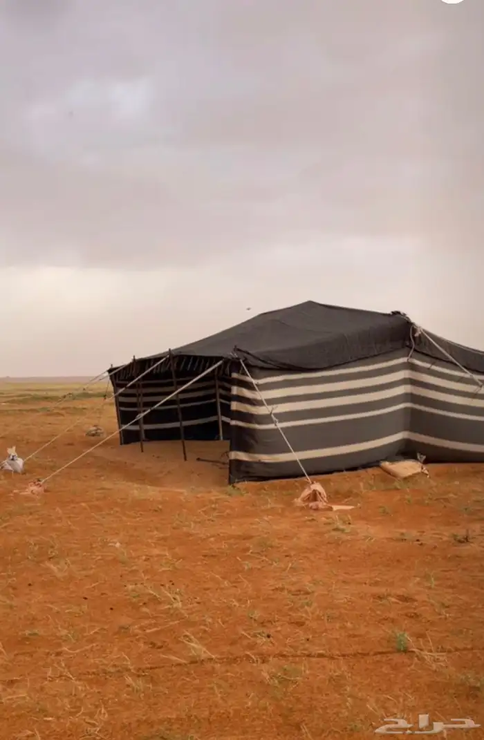 بيت شعر (قطبا) عمودين 10 5 0