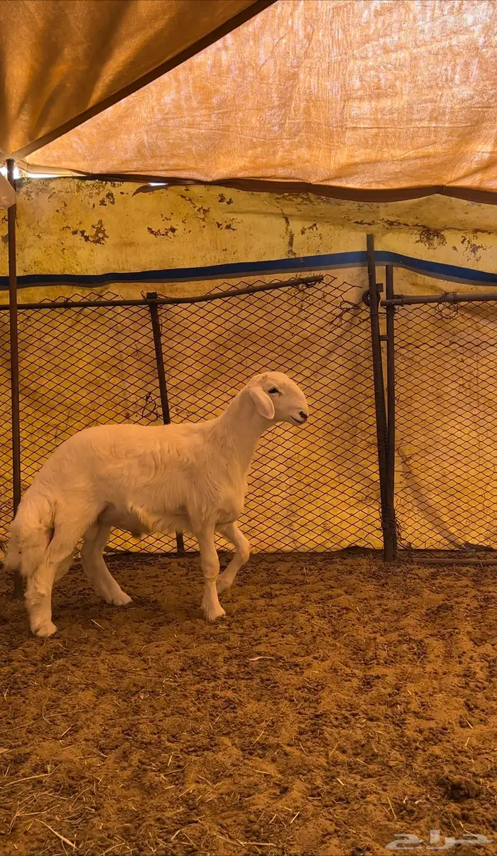 مشروع فحل حري صنف 1