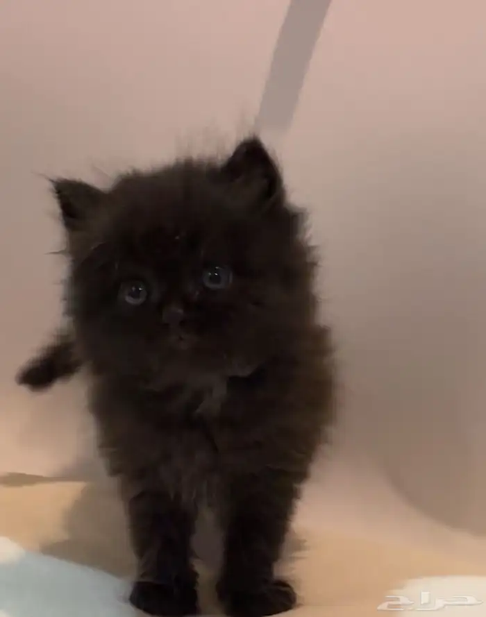 قطط كيتن شيرازي للبيع 2