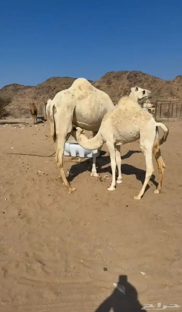 حشو بكره على حليب امه 0