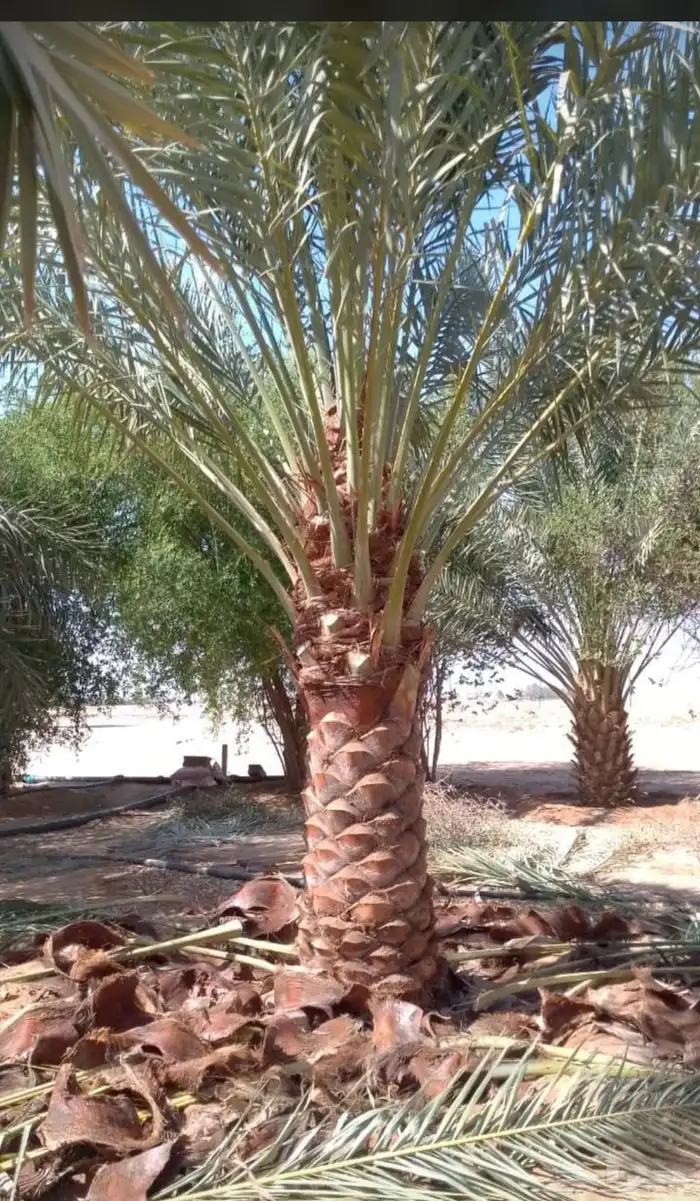 يوجدلديناجميع انواع انخل العربي والواشنطن ازينه 7