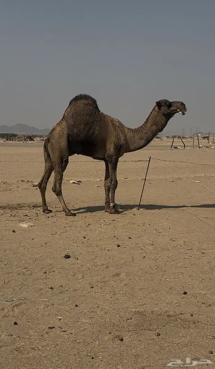 بعير ساحليه هايج 6