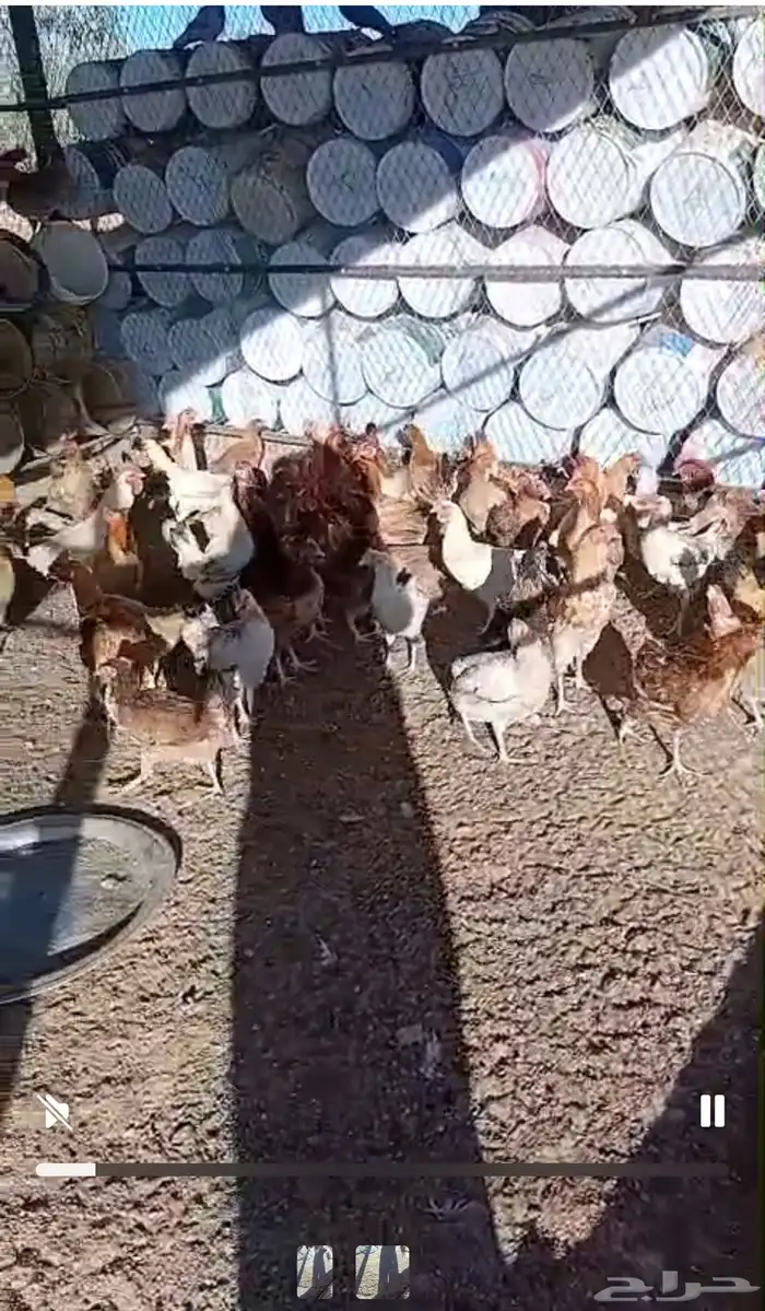 للبيع دجاج العدد 130 1