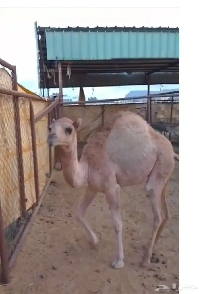 حاشي على الحليب 1