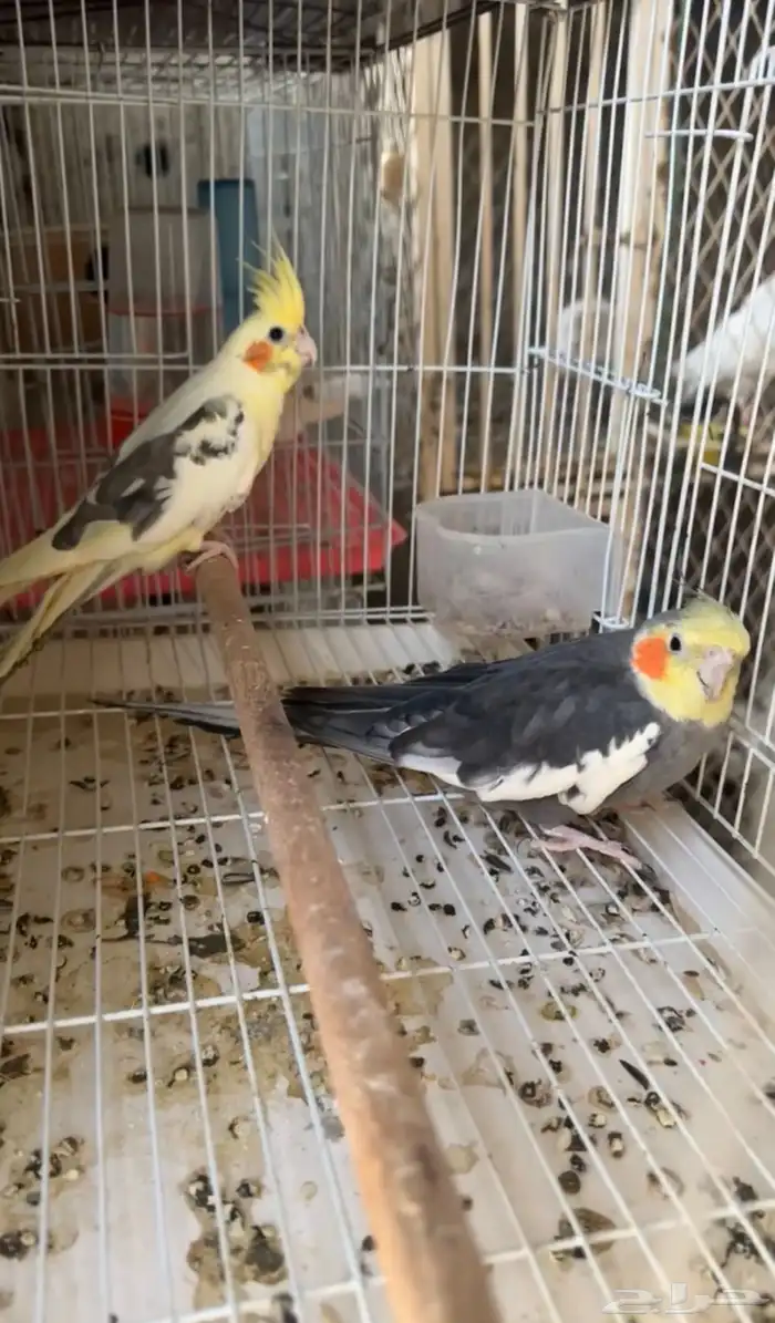 زوج كروان تركيبه جديدة 1