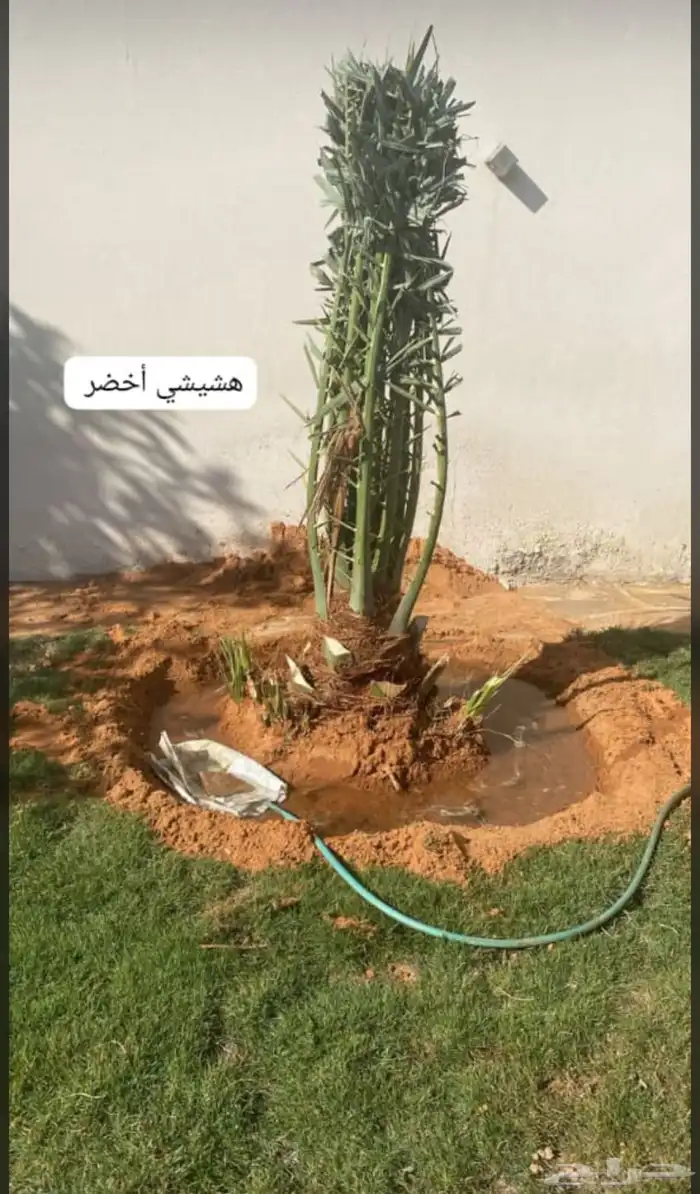 يوجدلديناجميع انواع انخل العربي والواشنطن ازينه 1