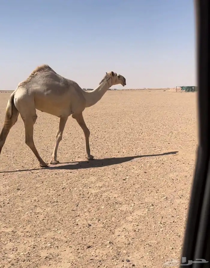 للبيع بكره شقحا طيبه جدآ فوق البداوه اسن لقيه تبي تدخل جذعه 3