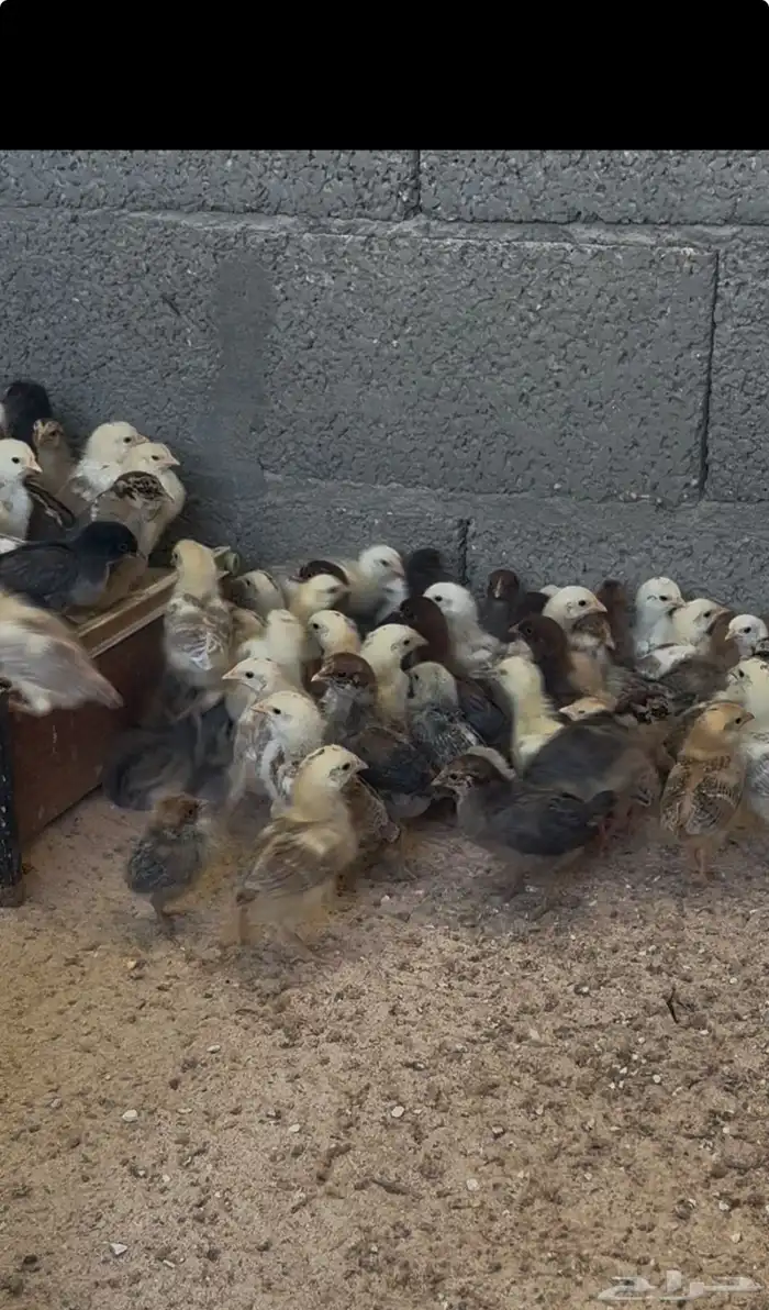 صوص دجاج بلدي 0