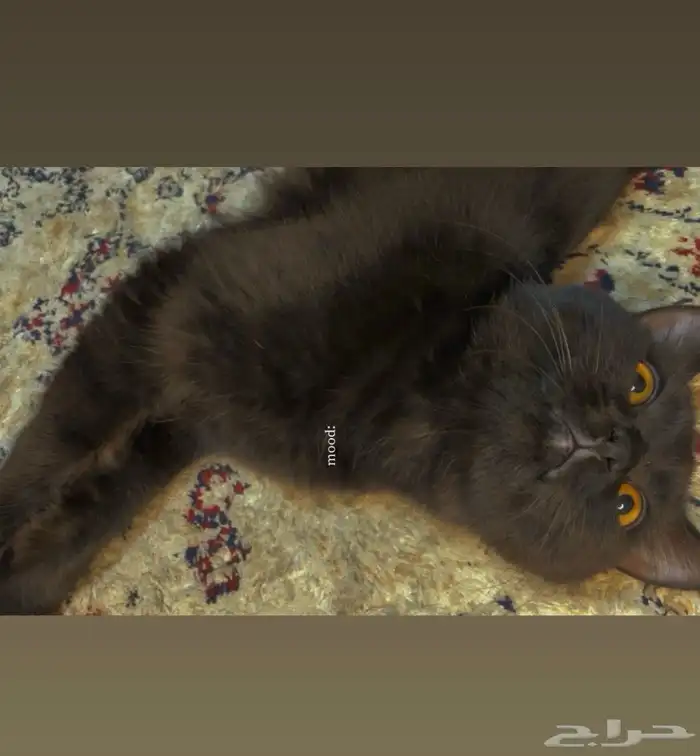 قطط سكوتش للتبني 1