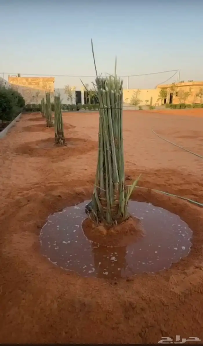 يوجدلديناجميع انواع انخل العربي والواشنطن ازينه 6