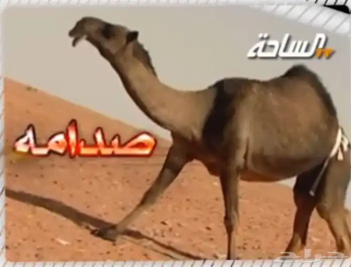 للبيع القعود الاصفر الكفووو 2