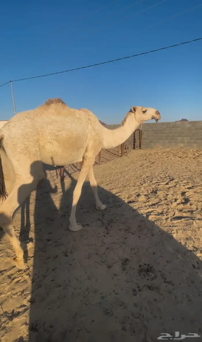 بكره جذعه لقحه شقحاء 3