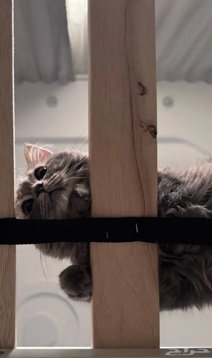 لونا للبيع 2