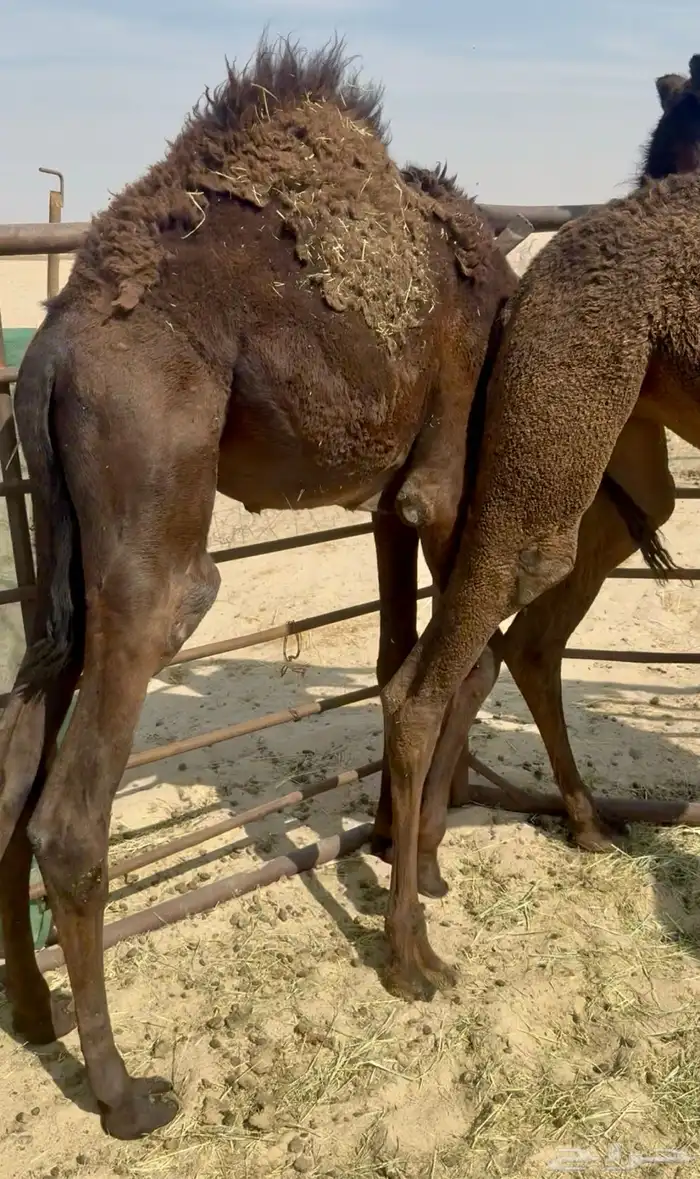 قعود مجهم فل 2