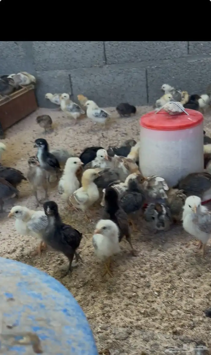 صوص دجاج بلدي 2