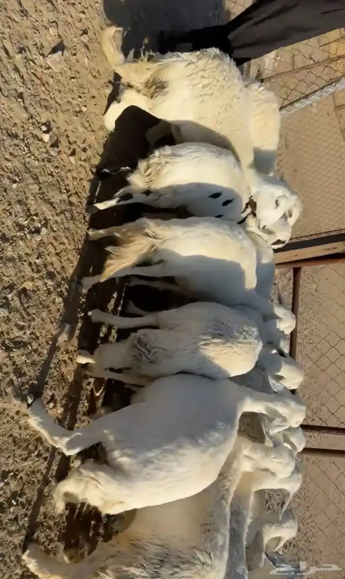 ضان حرش دفيع منوت القاني 2