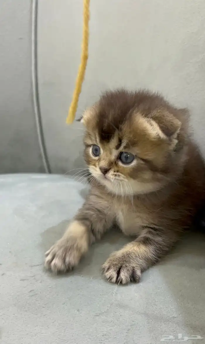 كيتن سكوتش فولد 0