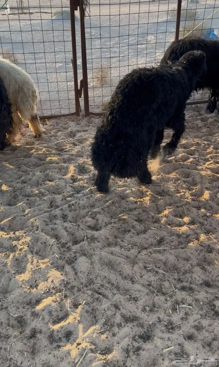 خرفان جذعان تمامه 3