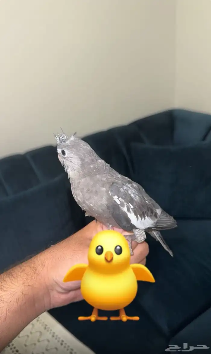 وايت فايس فرخ شي طيب 3