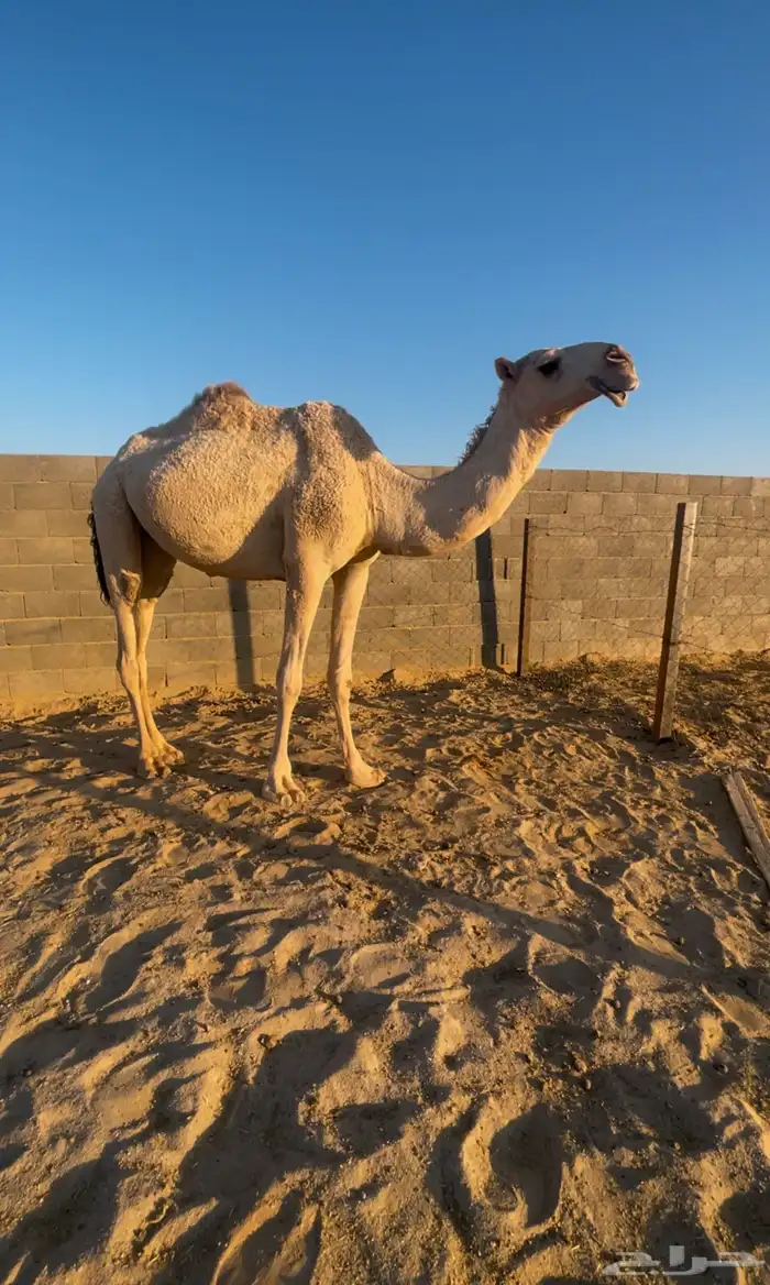 بكره جذعه لقحه شقحاء 0